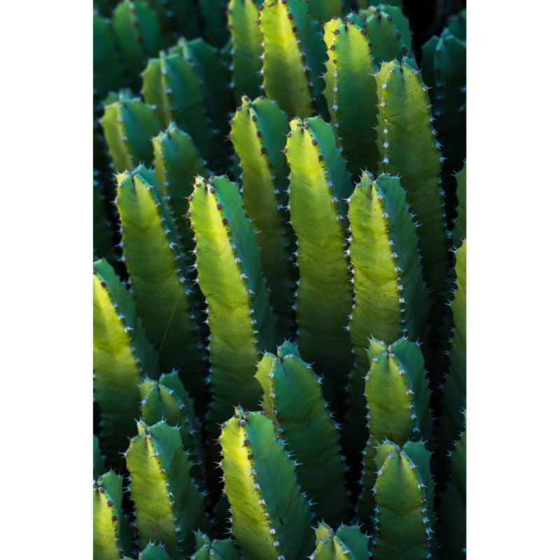 Cactus Wallpapers