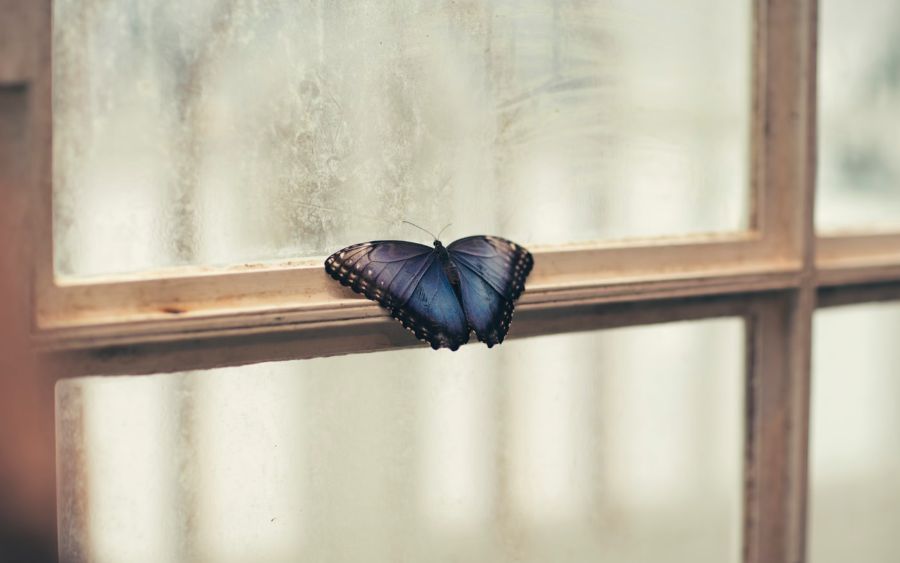 aesthetic blue butterfly wallpaper Archives | Inspirationfeed