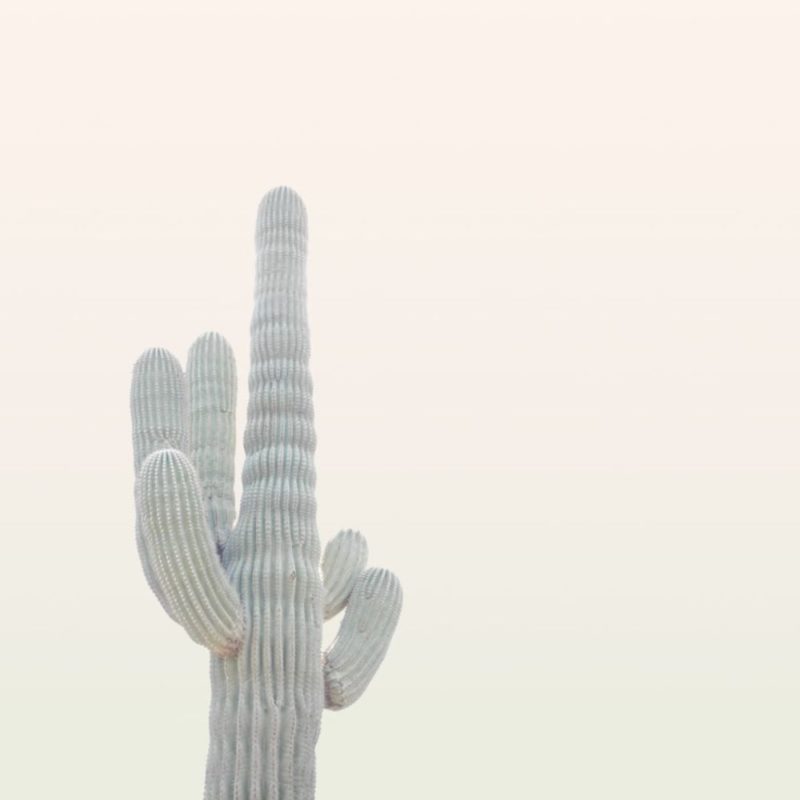 Cactus Wallpapers