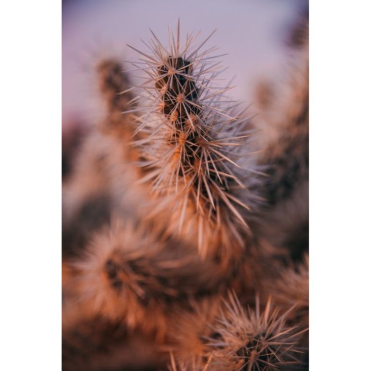 40 Gorgeous Cactus Wallpapers to Use as Your Background | Inspirationfeed