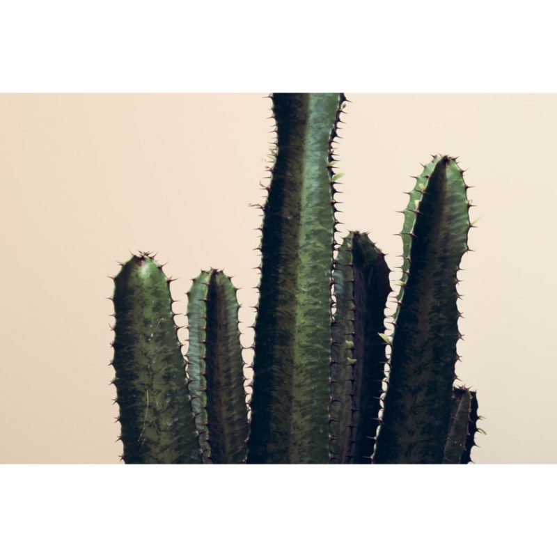 Cactus Wallpapers