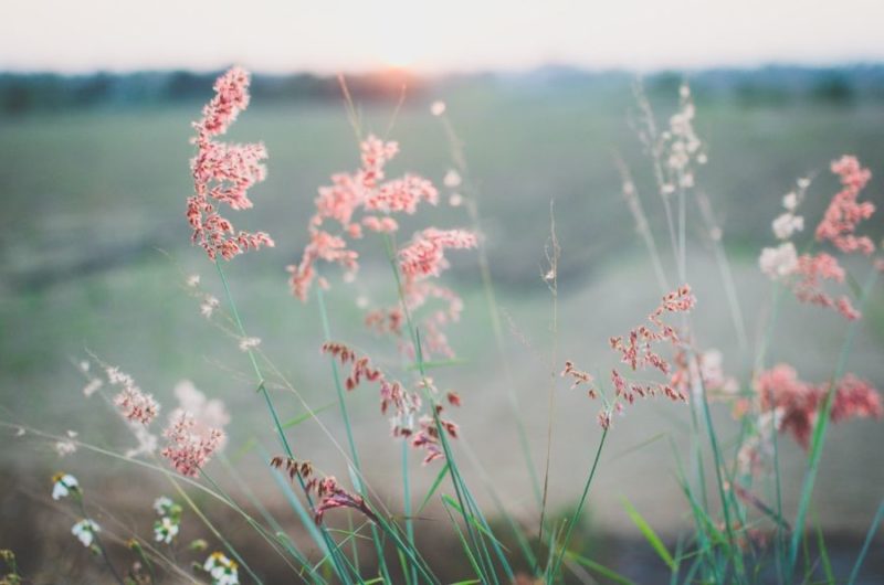 cute spring backgrounds for desktop