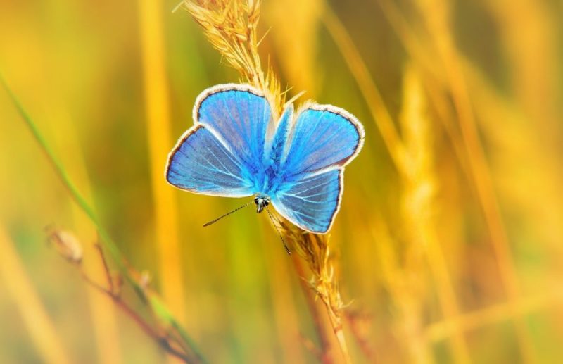 Butterfly Wallpapers