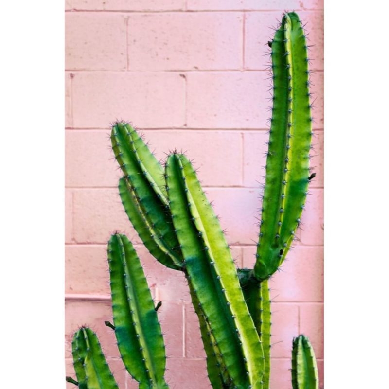 Cactus Wallpapers