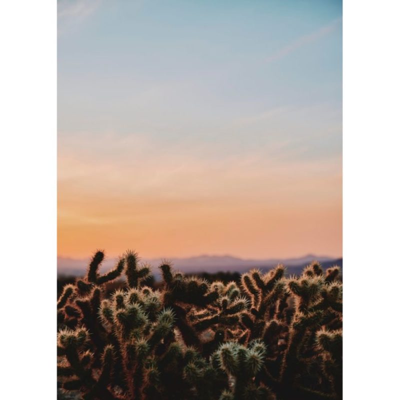 Cactus Wallpapers