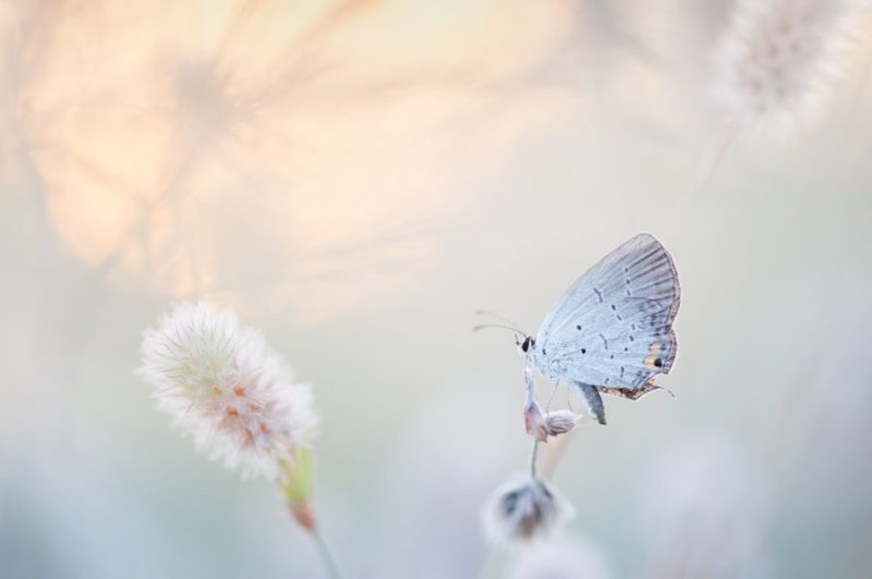 Butterfly Wallpapers