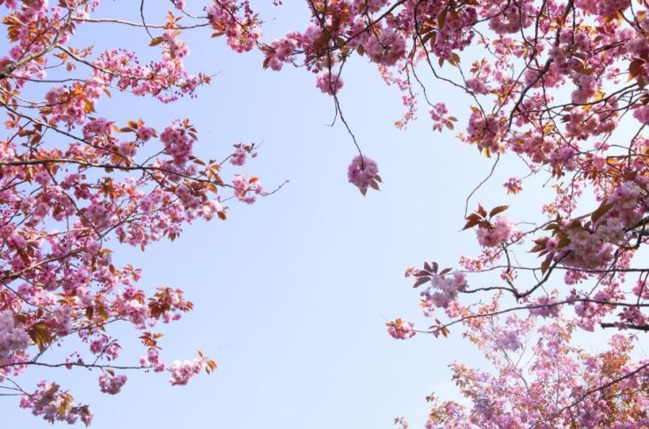 36 Gorgeous Spring Wallpapers To Brighten Your Day | Inspirationfeed