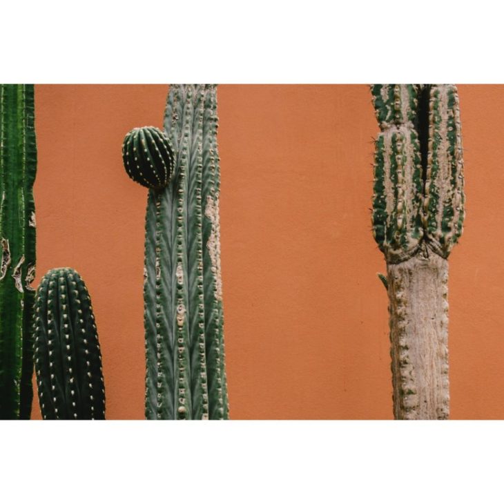 40 Gorgeous Cactus Wallpapers to Use as Your Background | Inspirationfeed