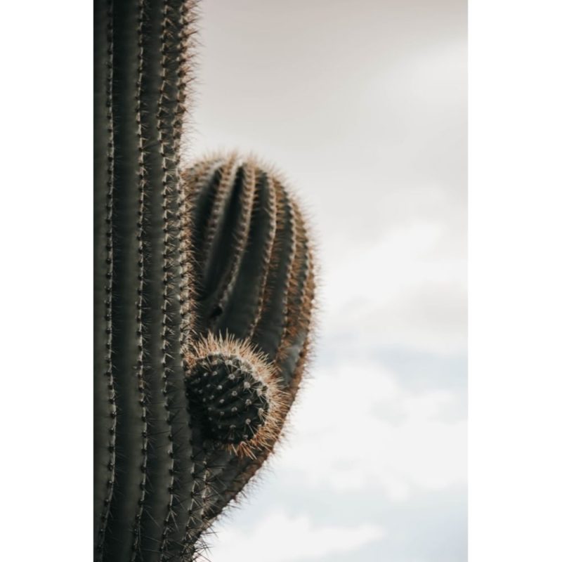 40 Gorgeous Cactus Wallpapers to Use as Your Background - Inspirationfeed