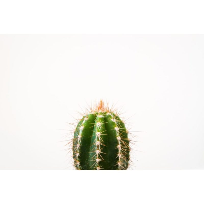 Cactus Wallpapers