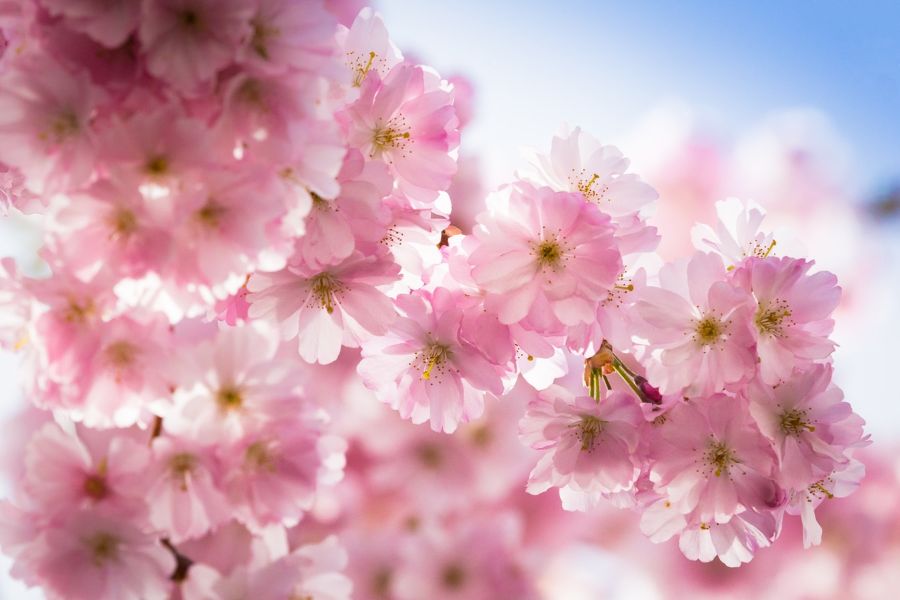 36 Gorgeous Spring Wallpapers To Brighten Your Day | Inspirationfeed