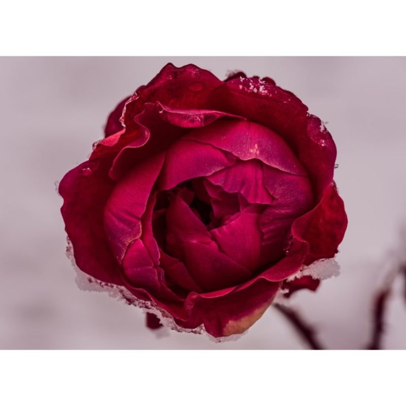 30 Beautiful Rose Wallpapers for Flower Lovers - Inspirationfeed