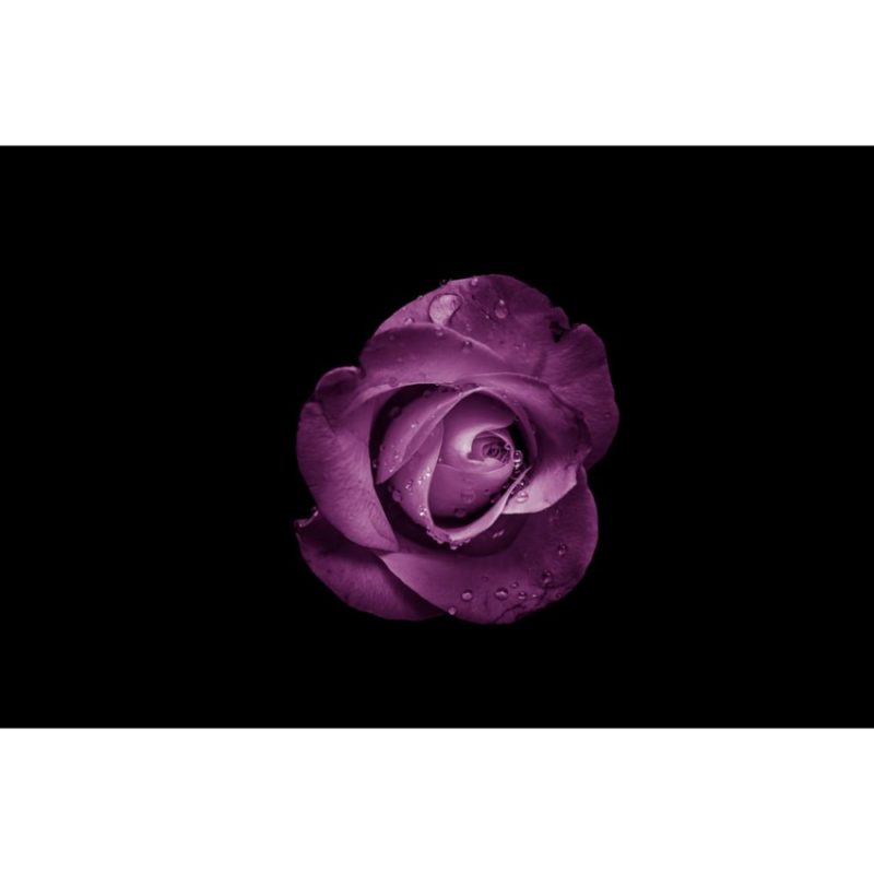 Rose Wallpapers