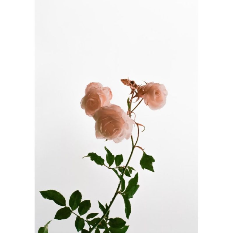 Rose Wallpapers