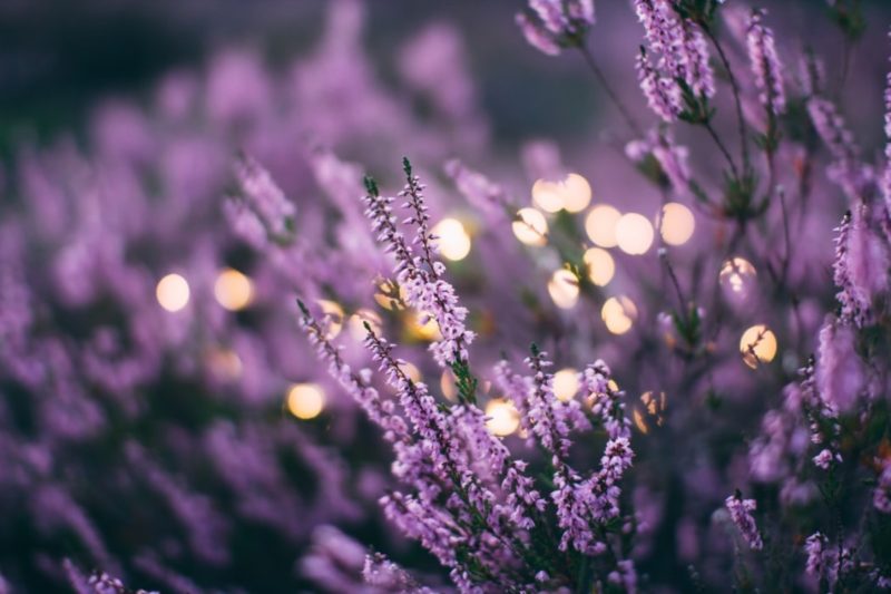 Featured image of post Lavender Pastel Purple Aesthetic Background Computer - Aesthetic grunge, adobe shop application, png.