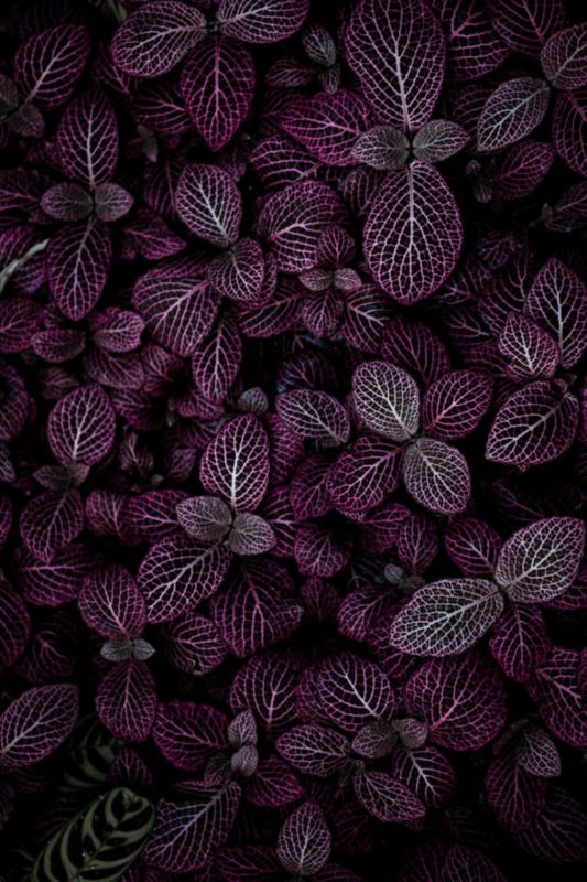 Purple Wallpaper