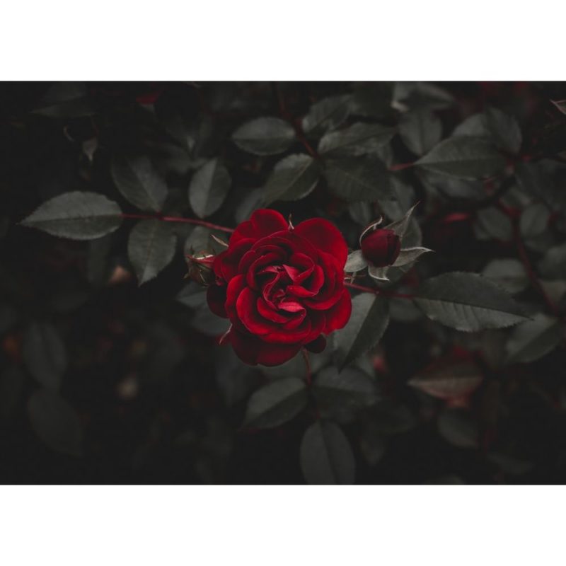 Rose Wallpapers