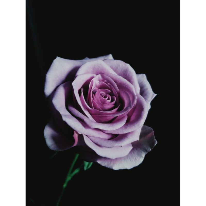 Rose Wallpapers