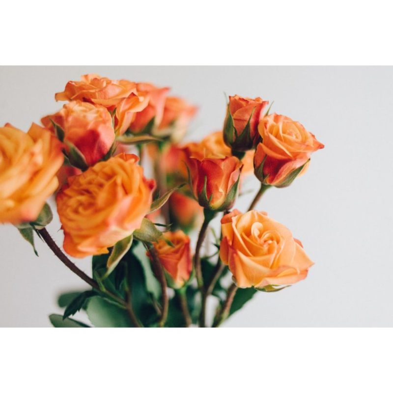 30 Beautiful Rose Wallpapers For Flower Lovers Inspirationfeed