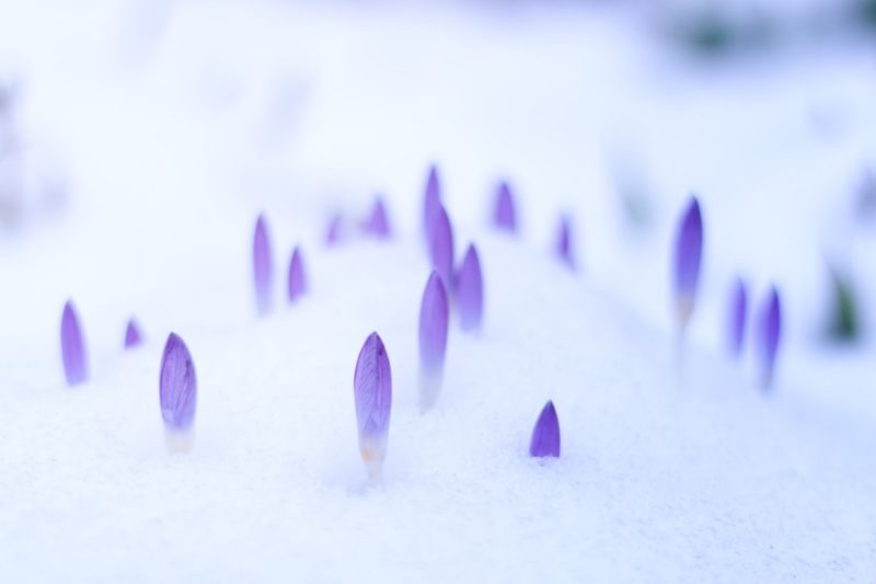 pale purple wallpaper