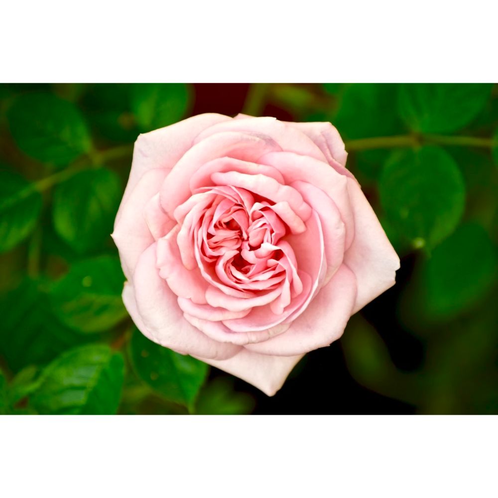 30 Beautiful Rose Wallpapers for Flower Lovers | Inspirationfeed