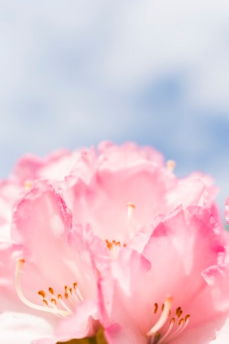 60 Free Pink Wallpapers and Images for Pink Lovers - Inspirationfeed