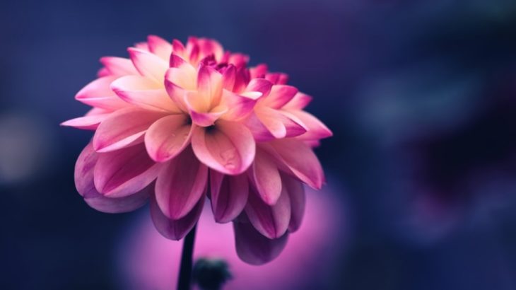 60 Free Pink Wallpapers and Images for Pink Lovers - Inspirationfeed