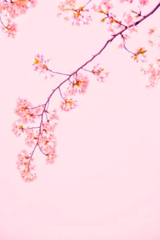 Free Pink Wallpapers