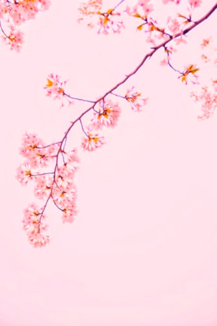 60 Free Pink Wallpapers and Images for Pink Lovers | Inspirationfeed