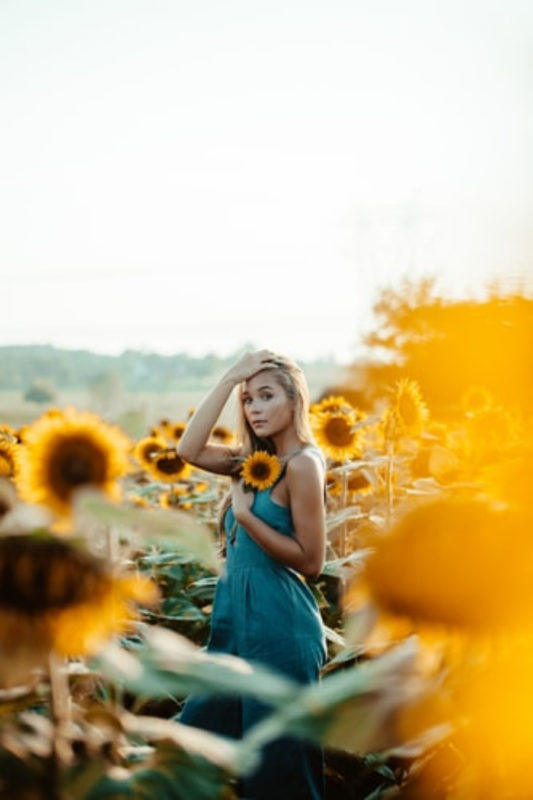 sunflower wallpapers