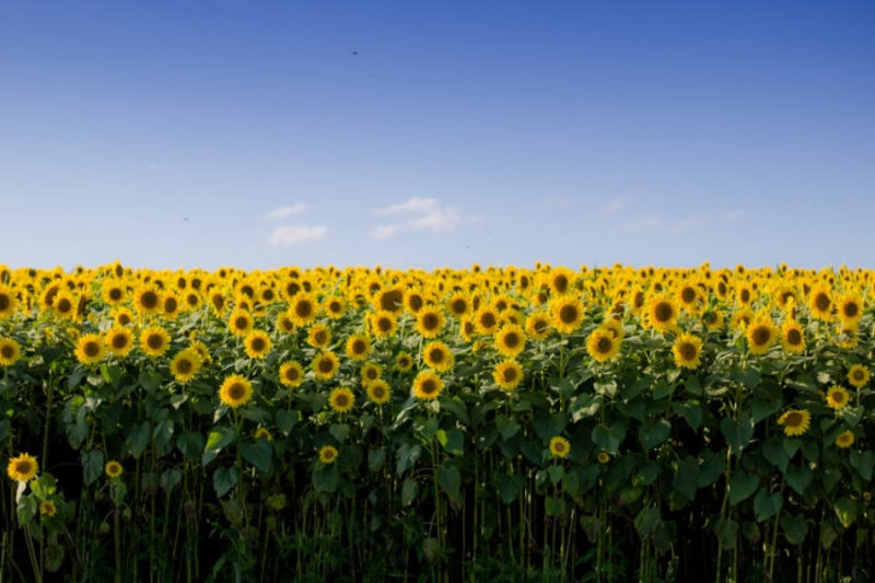 sunflower wallpapers