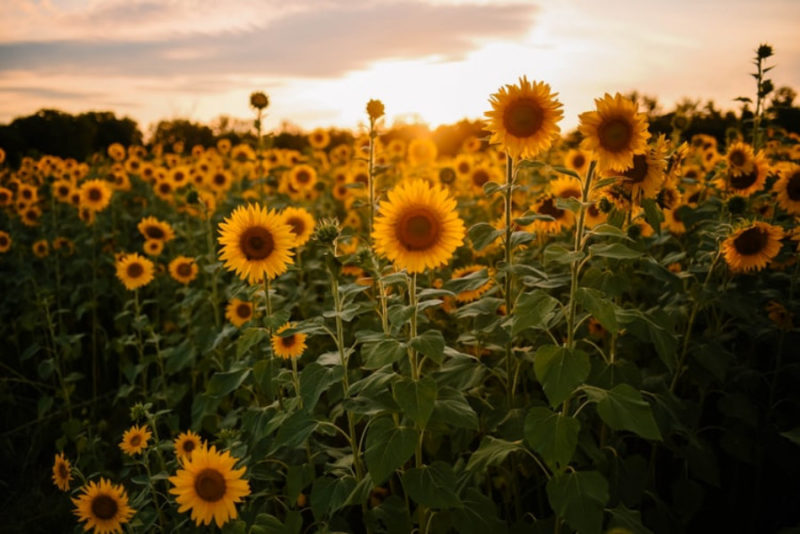 sunflower wallpapers