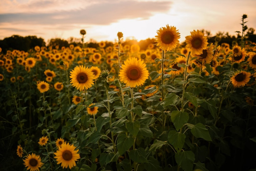 29 Wonderful Sunflower Wallpapers To Brighten Your Day | Inspirationfeed