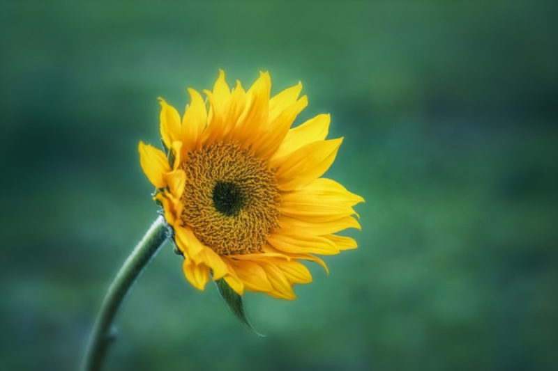 sunflower wallpapers