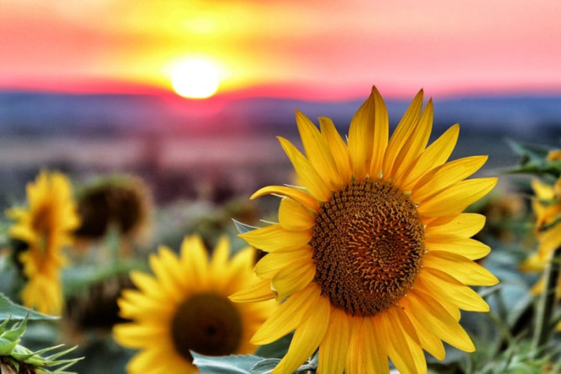 Featured image of post Aesthetic Inspirational Sunflower Wallpaper With Quotes / You can also upload and share your favorite inspirational quotes wallpapers.