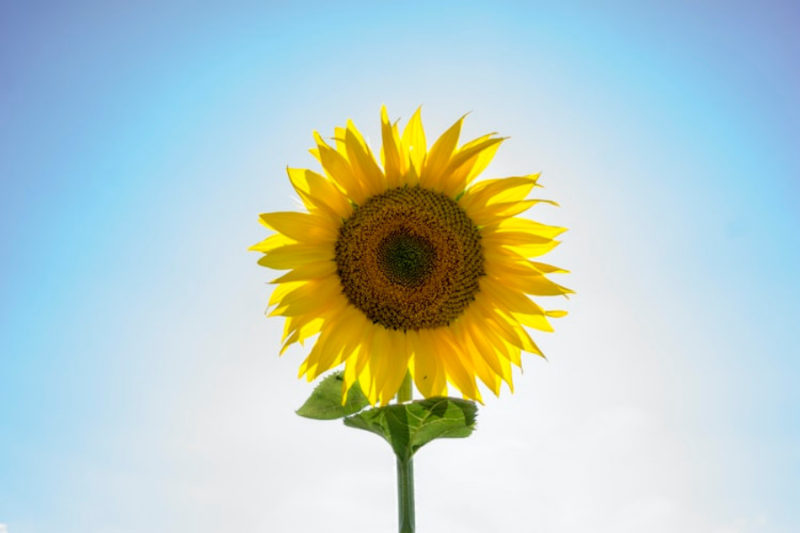 sunflower wallpapers