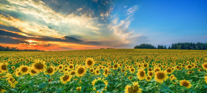 30 Wonderful Sunflower Wallpapers To Brighten Your Day - Inspirationfeed