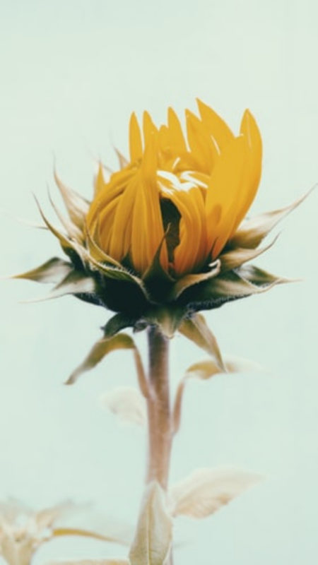 sunflower wallpapers