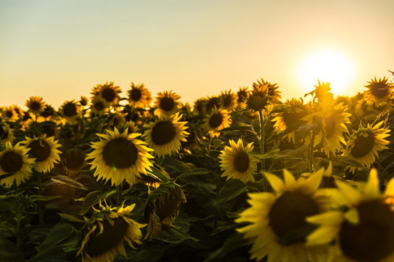 30 Wonderful Sunflower Wallpapers To Brighten Your Day - Inspirationfeed