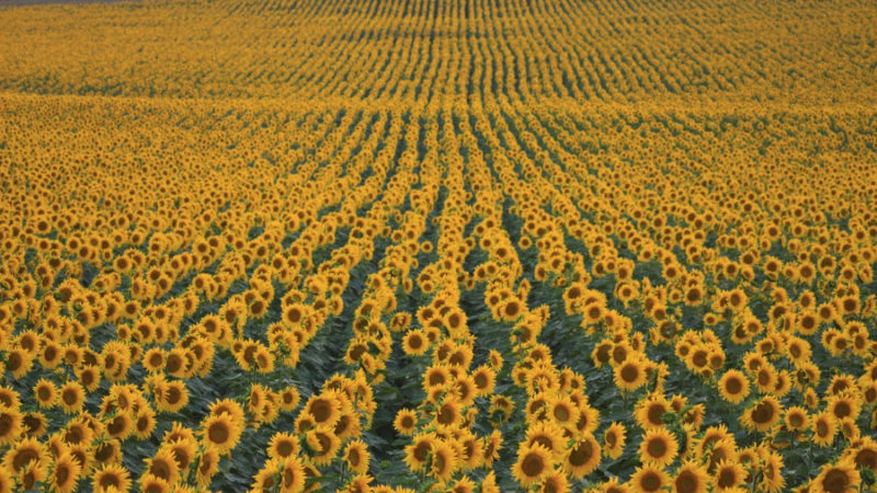 sunflower wallpapers