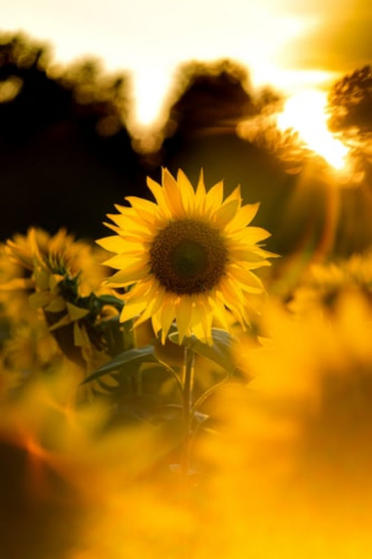 sunflower wallpapers