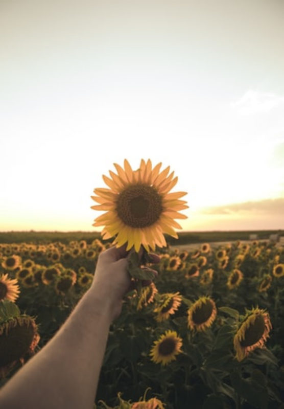 sunflower wallpapers