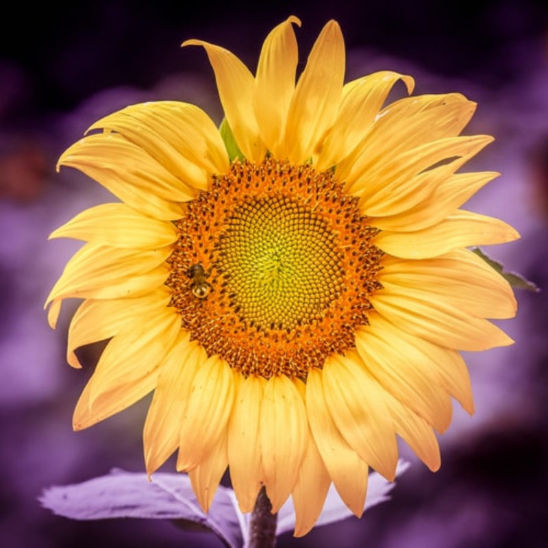 sunflower wallpapers