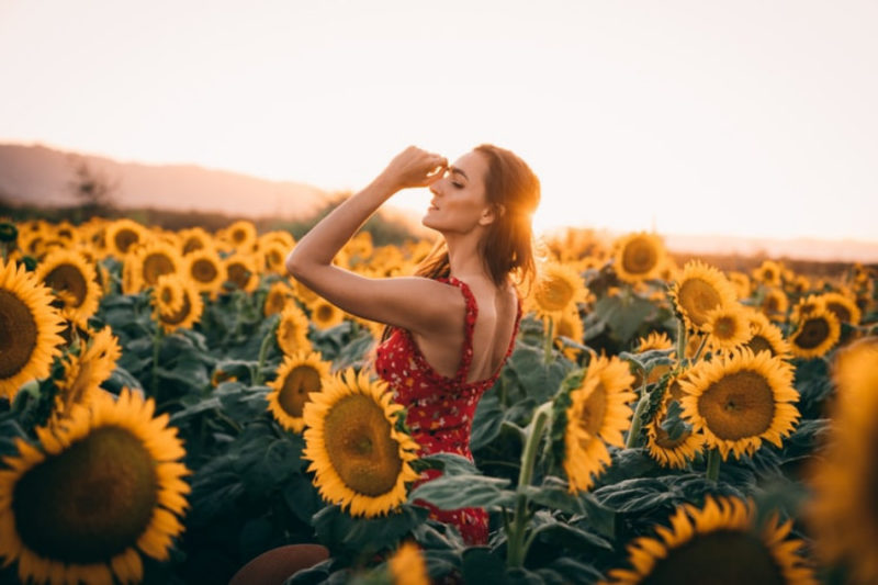 sunflower wallpapers