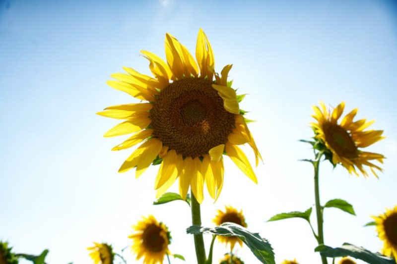 sunflower wallpapers