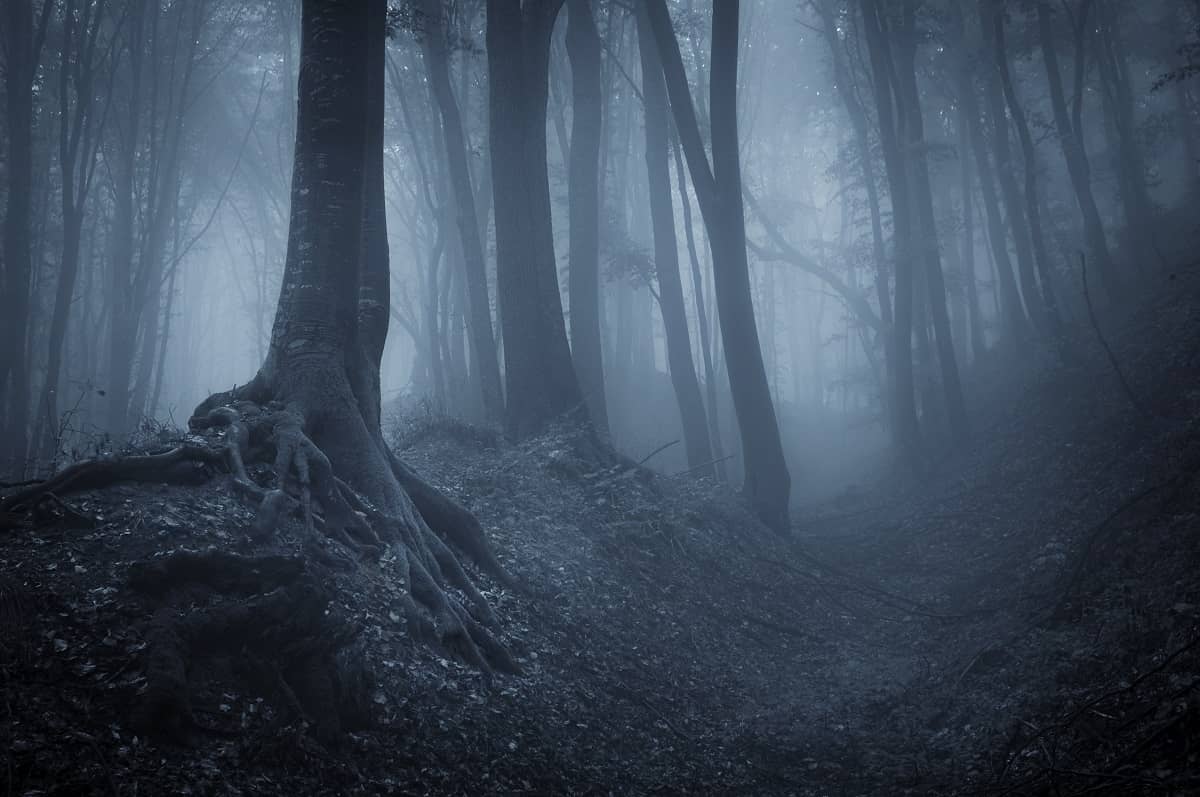 Night in a mysterious forest with fog