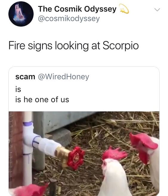 dog memes astrology signs
