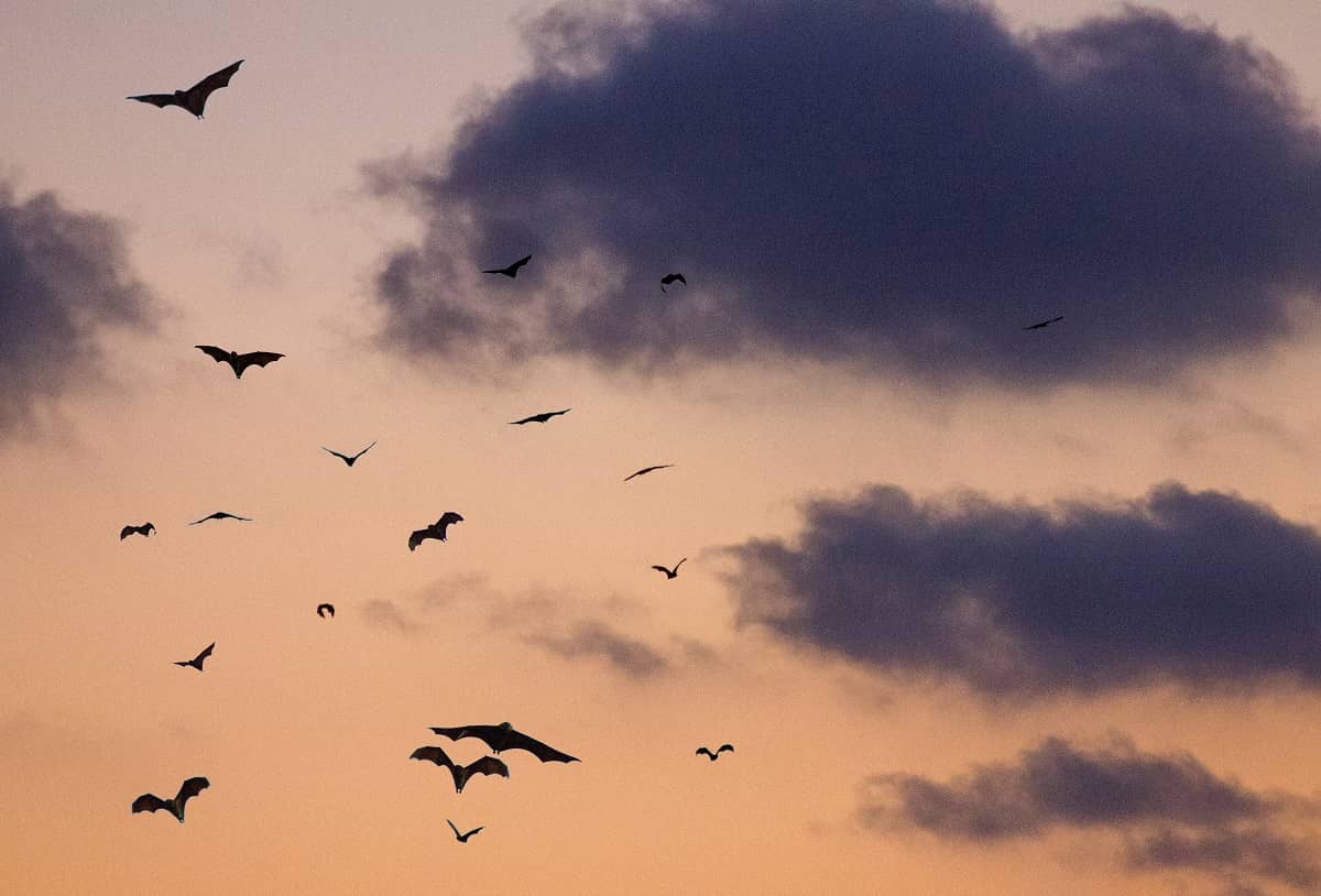 Bats flying during dusk