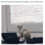 65 of the Best Cat Memes That Show Who’s the Real Boss | Inspirationfeed