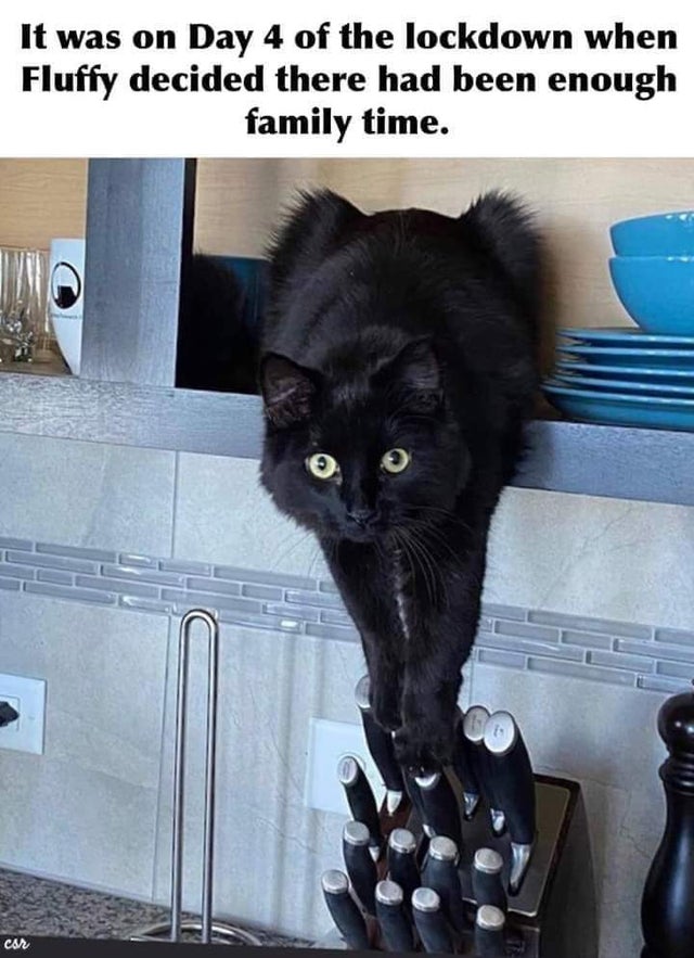 65 of the Best Cat Memes That Show Who’s the Real Boss - Inspirationfeed